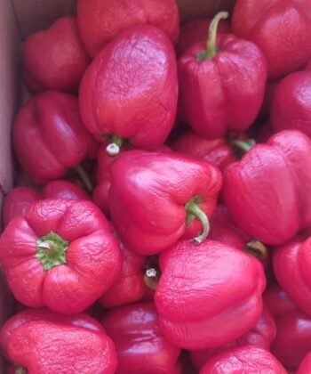 Fresh Bell Peppers – 5kg