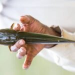 Frozen Catfish – 500g