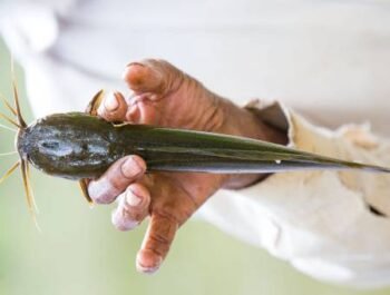 Frozen Catfish – 500g