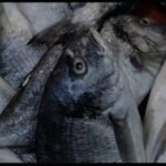 Frozen Catfish – 5kg