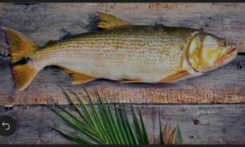 Frozen Croaker Fish