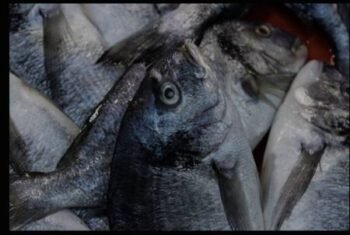 Frozen Horse Mackerel – 20kg