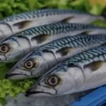 Frozen Mackerel – 20kg