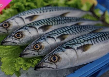 Frozen Mackerel – 20kg Frozen Mackerel – 20kg