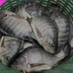 Frozen Tilapia – 5kg