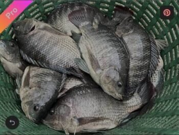 Frozen Tilapia – 5kg