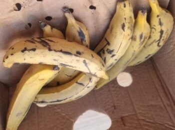 Fresh Plantain – 5kg